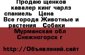 Продаю щенков кавалер кинг чарлз спаниель › Цена ­ 40 000 - Все города Животные и растения » Собаки   . Мурманская обл.,Снежногорск г.